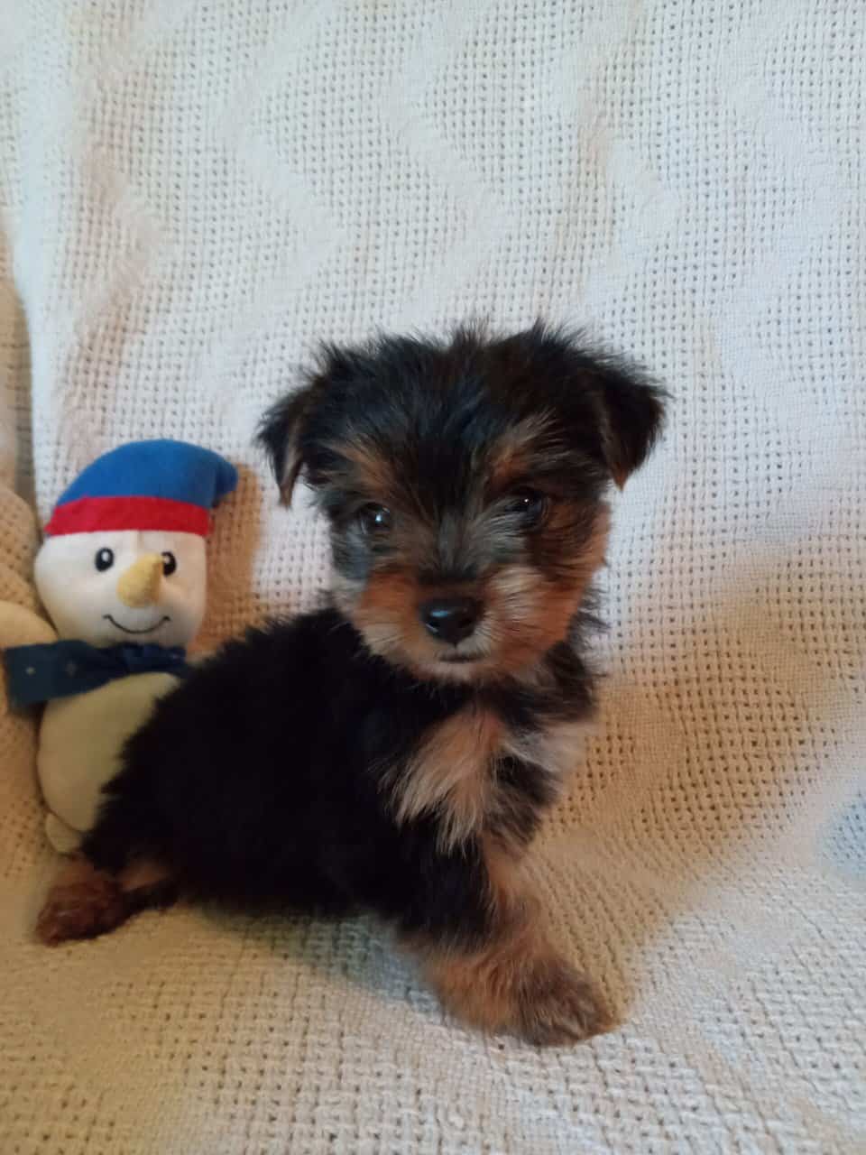 AKC registered male Yorkshire terrier puppy image 1