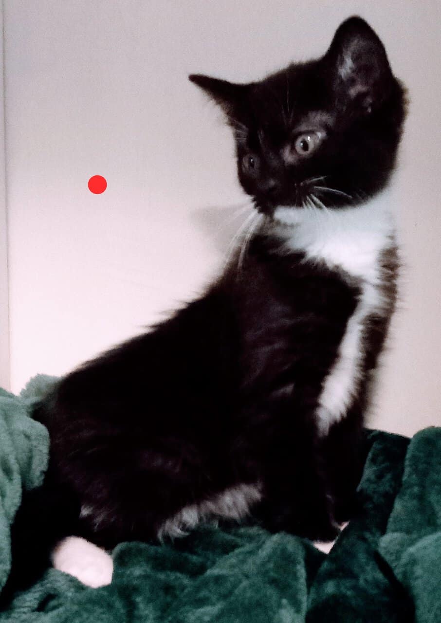 Soft , Sweet kittens for adoption. image 11
