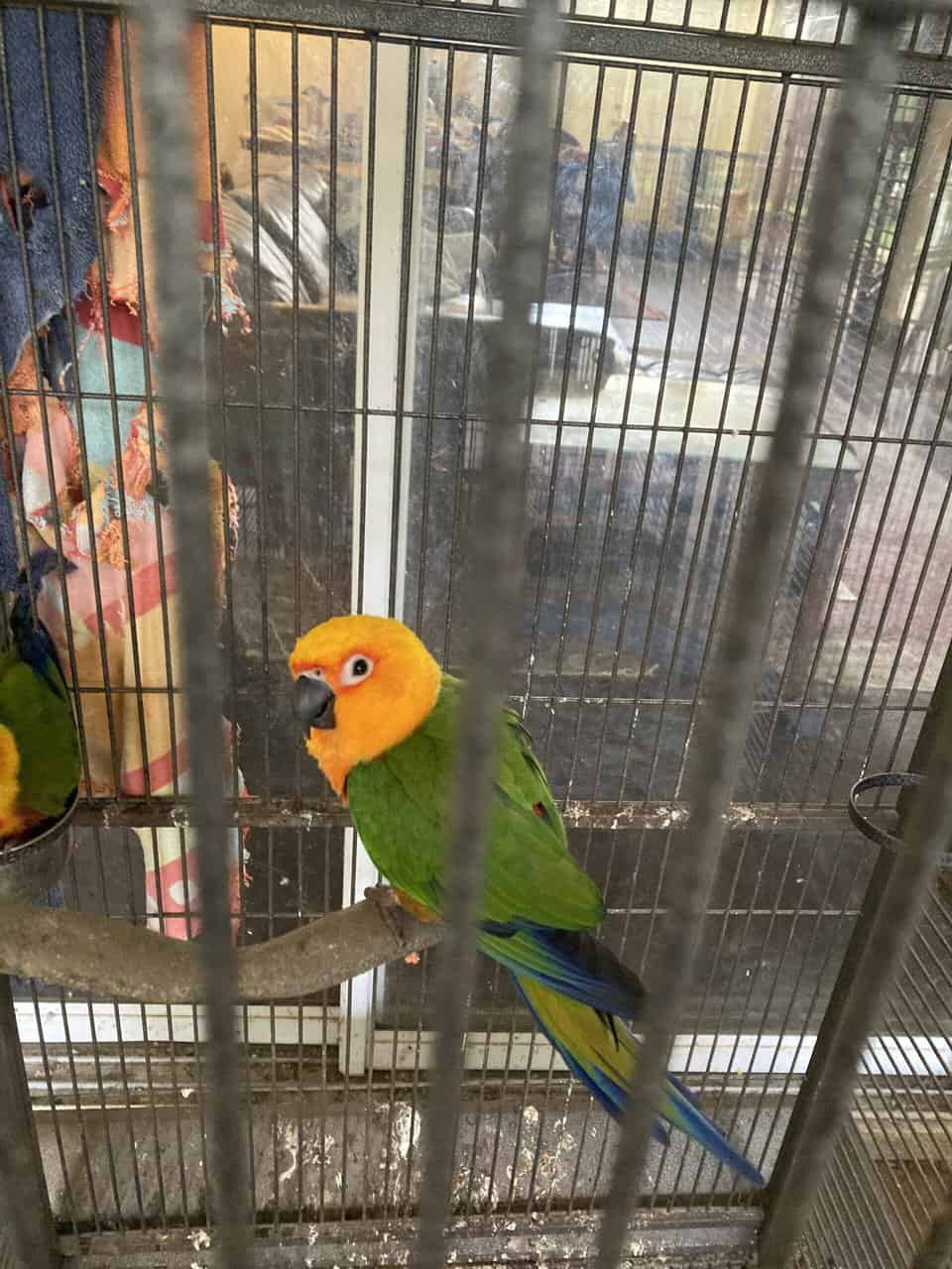 Rehoming Sun Jenday Conure image 2