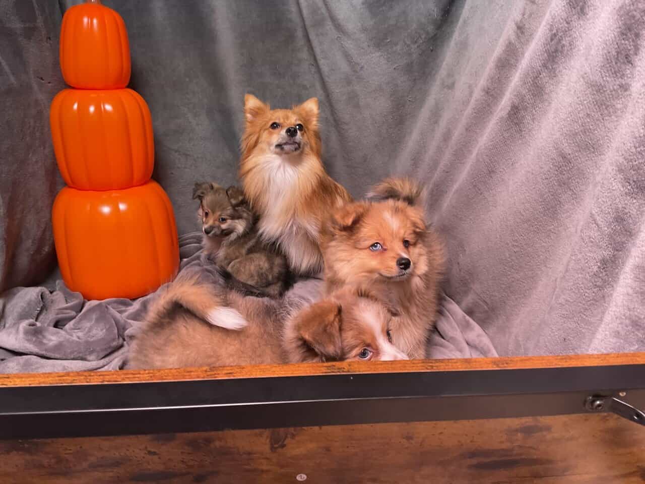 AussiePom Puppies image 1