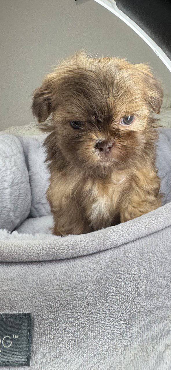 Shih Tzu Boy Puppy (Chester) image 6
