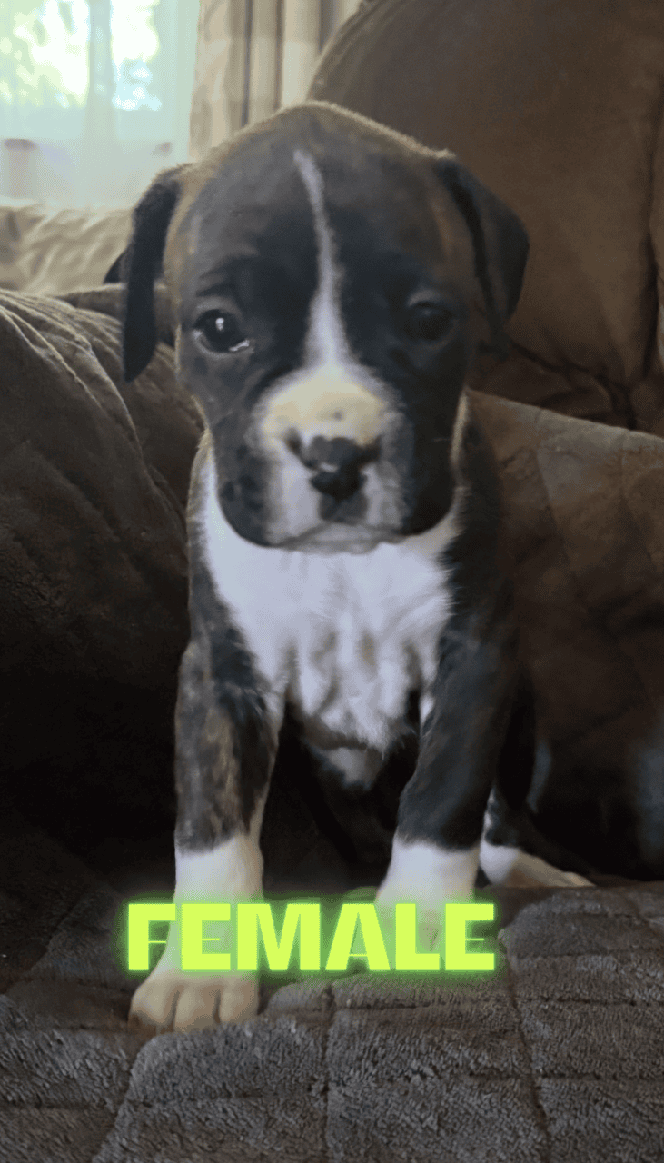 Boxer Pups image 1