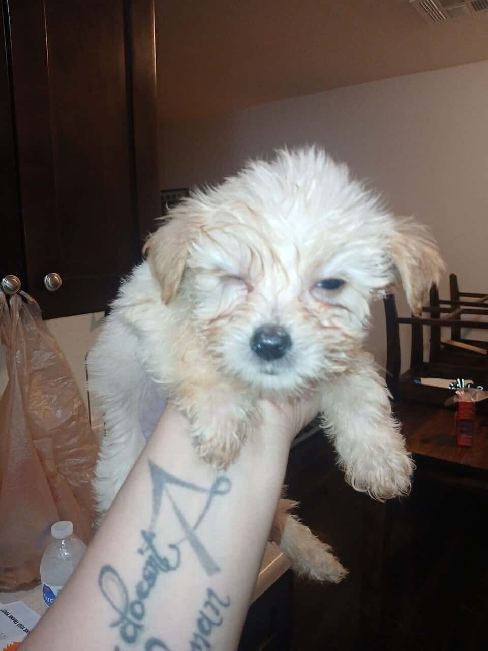 CUTE PUPPIES - Mixed Breed MaltipooTerrier image 4