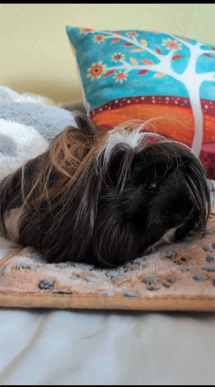 male guinea pig image 1