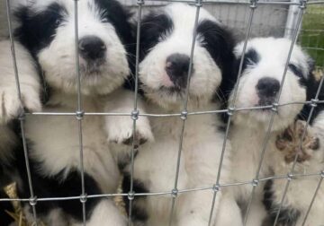 Adorable Newfoundland × Old English Sheepdog Puppi