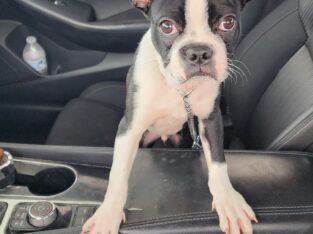 Boston terrier