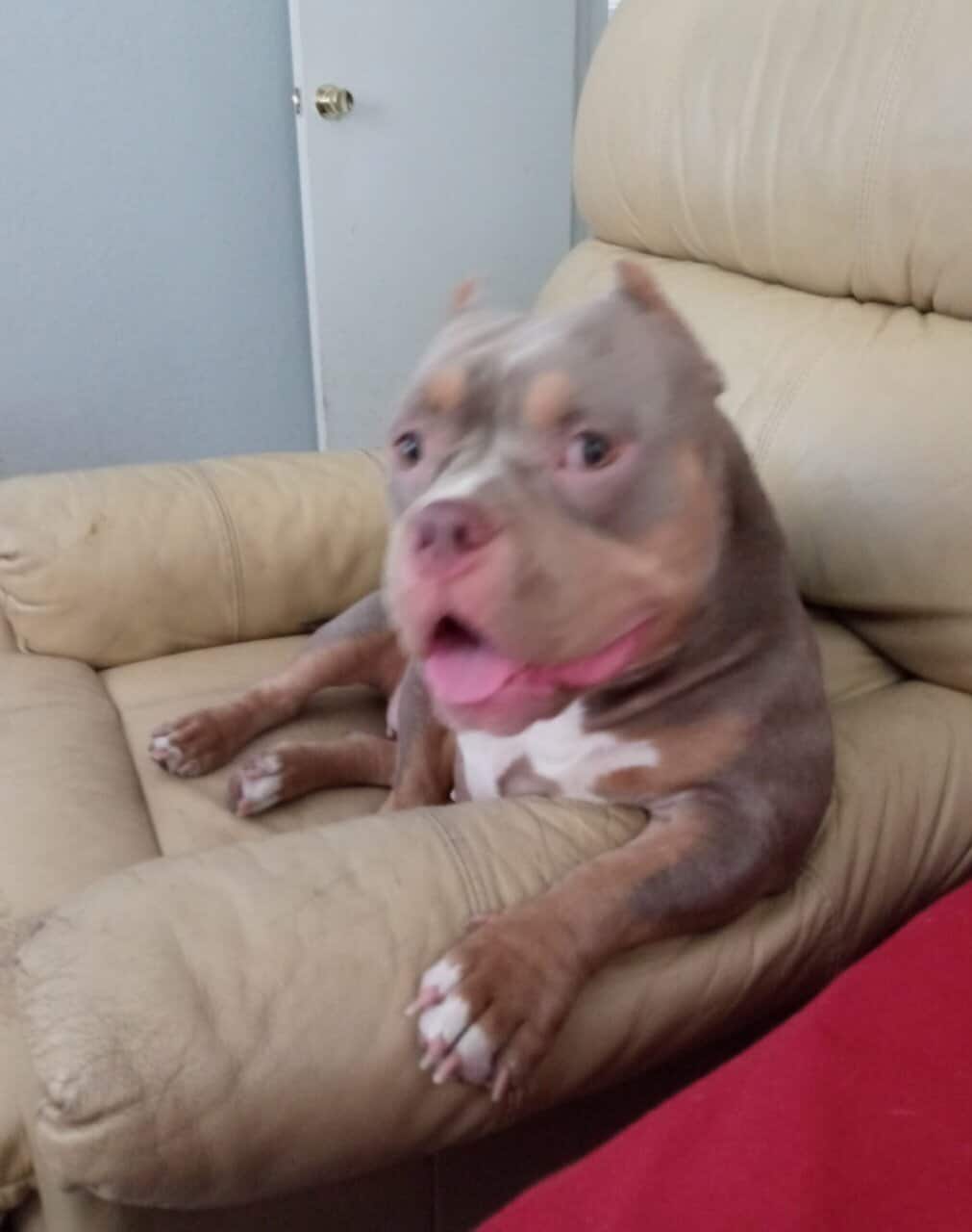American Bully puppies for sale image 3