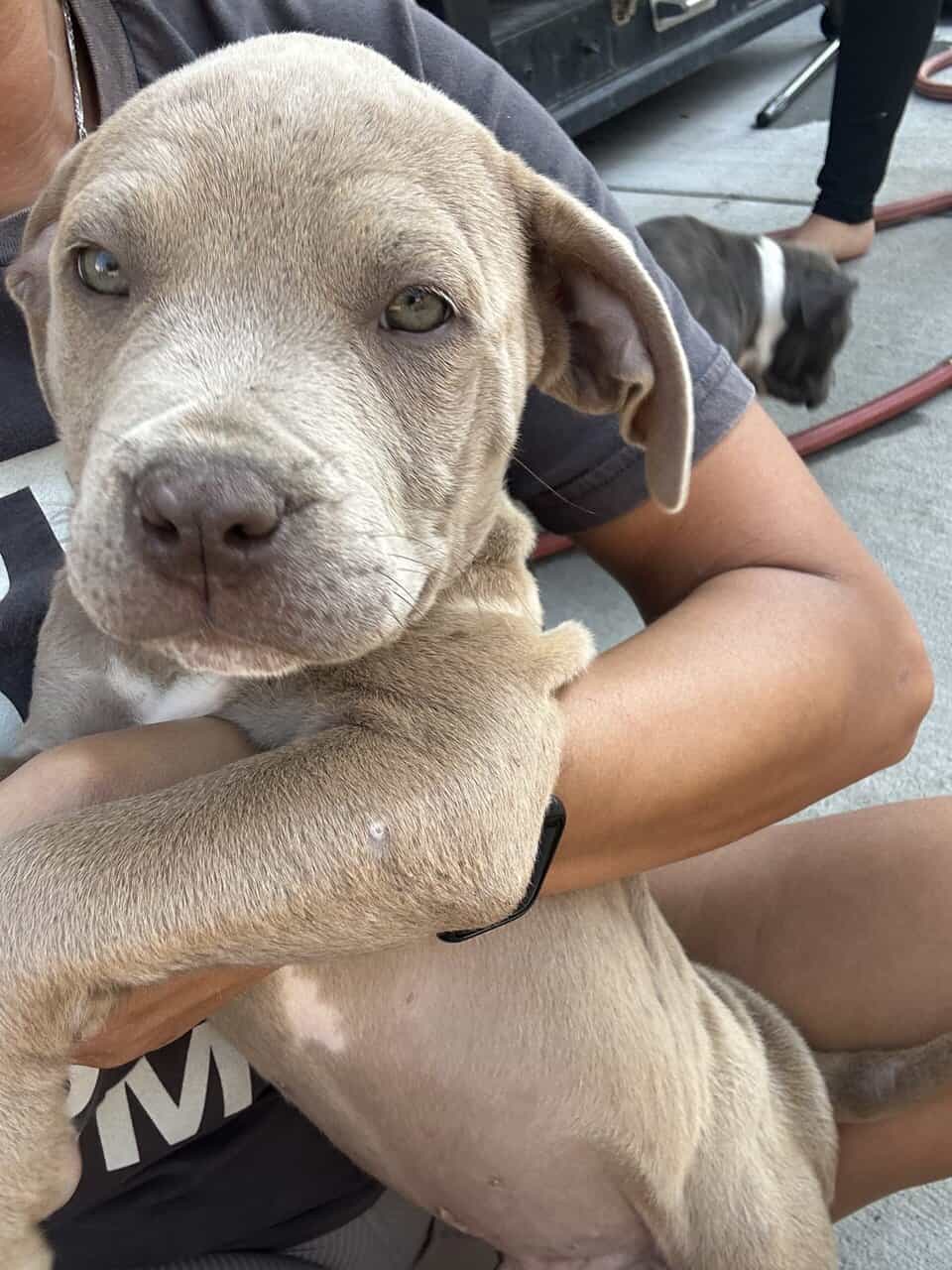 XL Pitbull puppies available image 5