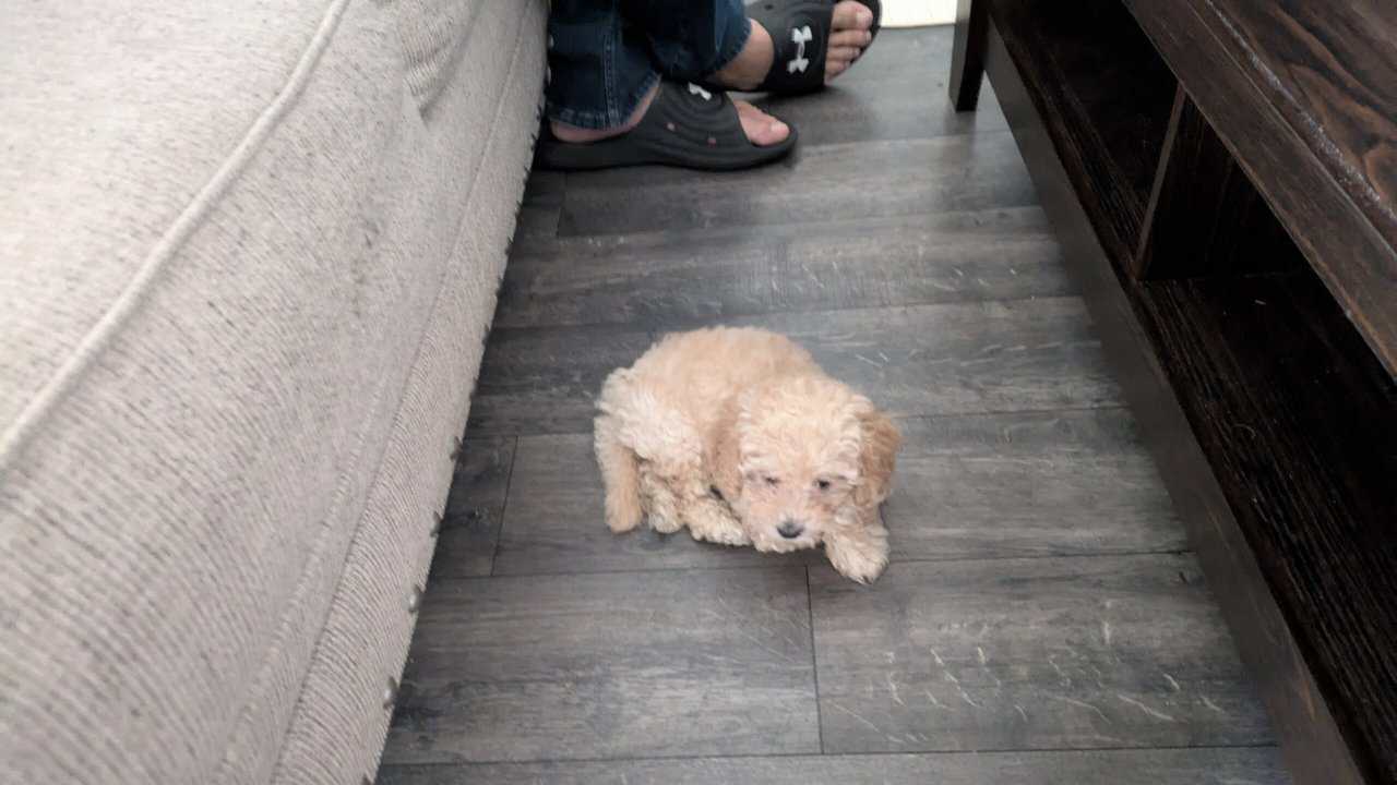 Precious boy Toy Poodle Puppy image 6