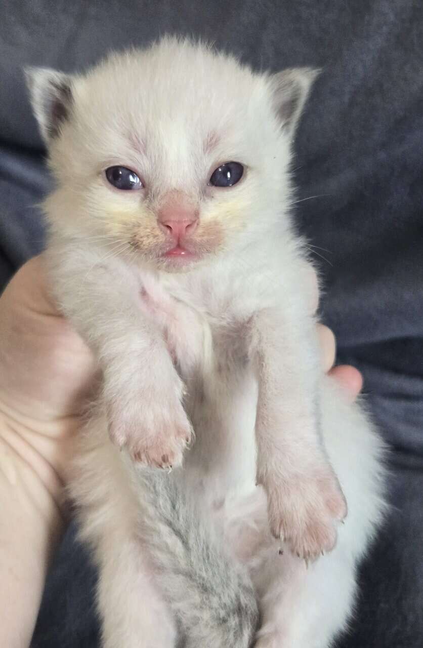 Ragdoll kittens image 5