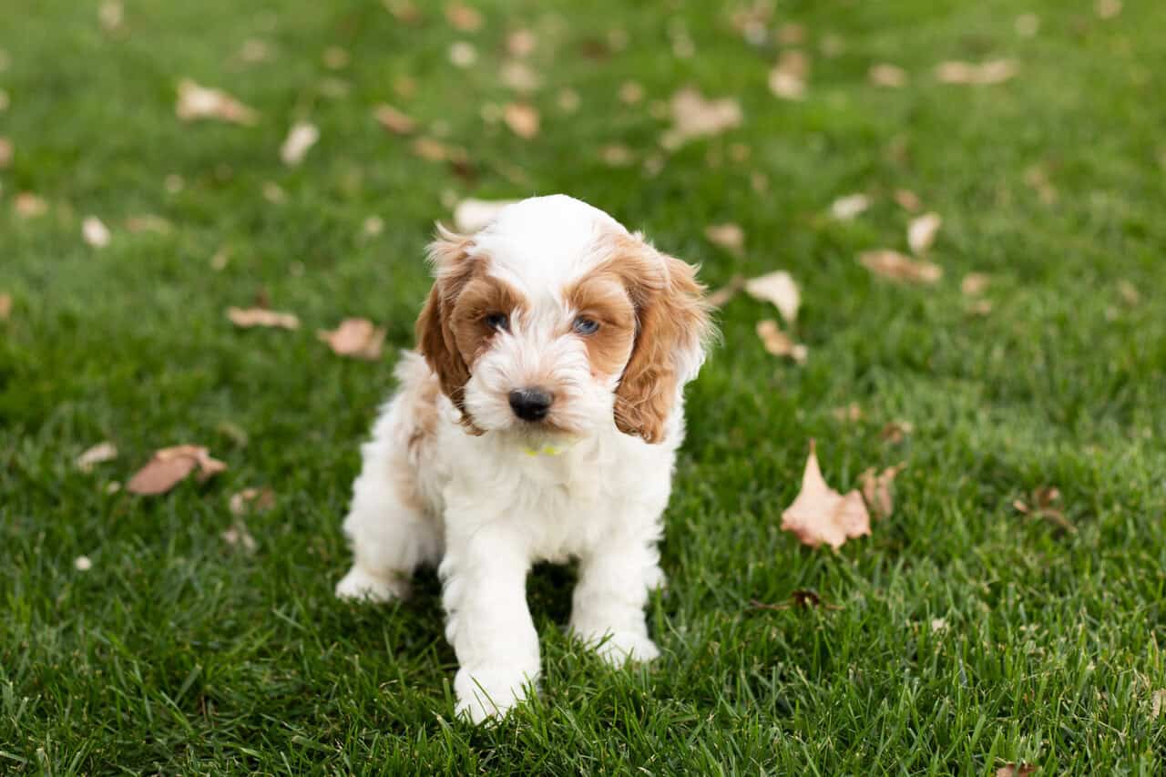Cockapoo male puppy in Indiana (Benny) | PetClassifieds.com