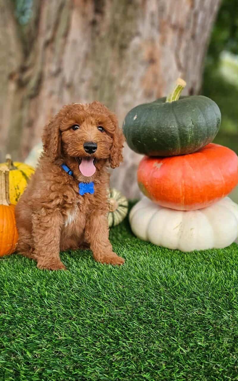 Dawson-Mini Poodle image 1