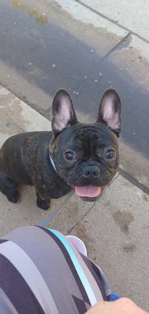 French Bulldog image 1