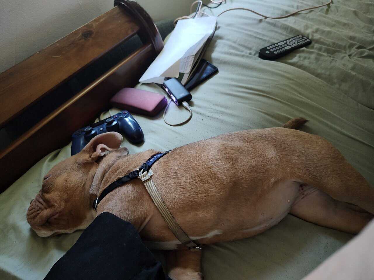 tri colored pocket bully image 2