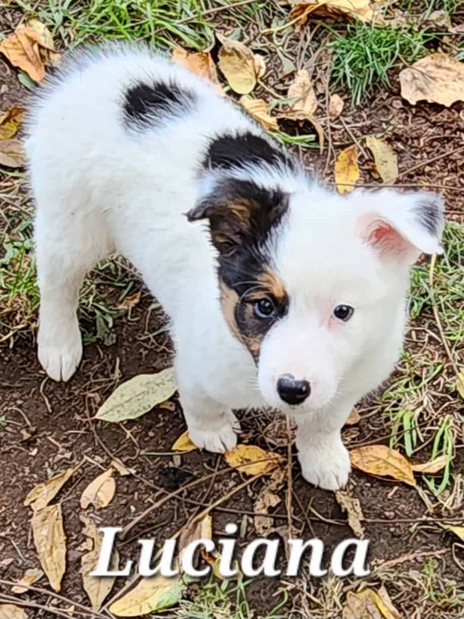 Texas Heeler (Australian Shephard Cattledog) image 2