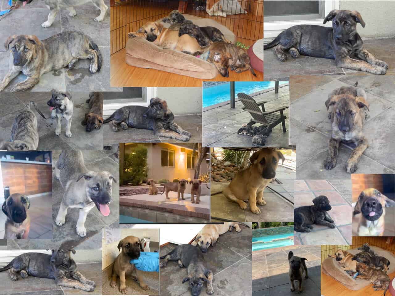Mountain Kerr / German shepherd mix Puppies image 1