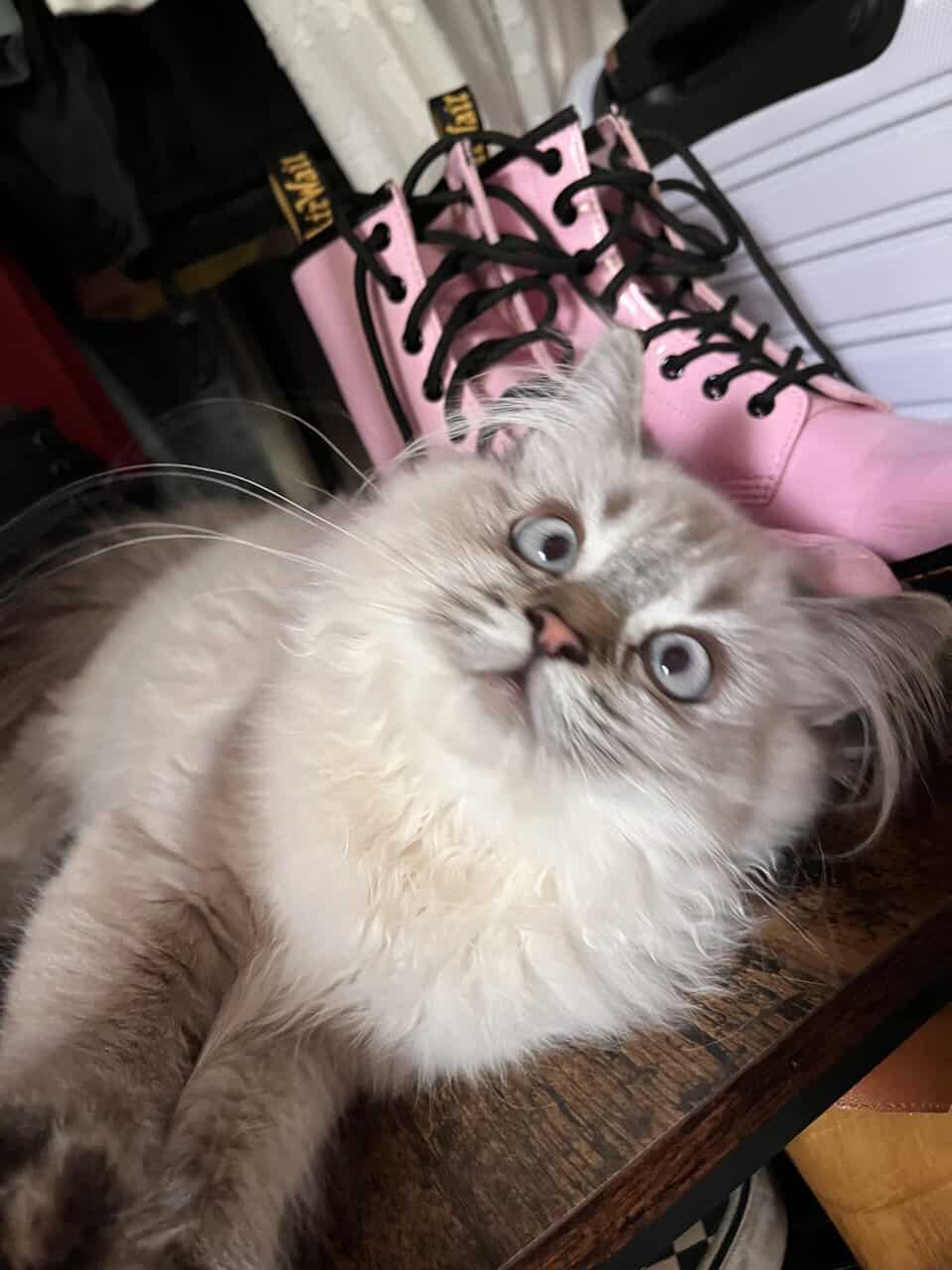 Vanilla is a Seal Point Himalayan Cat 1.5 Yrs Old image 2