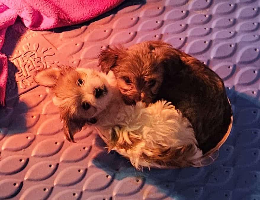 Yorkie / Miniature Poodle image 2