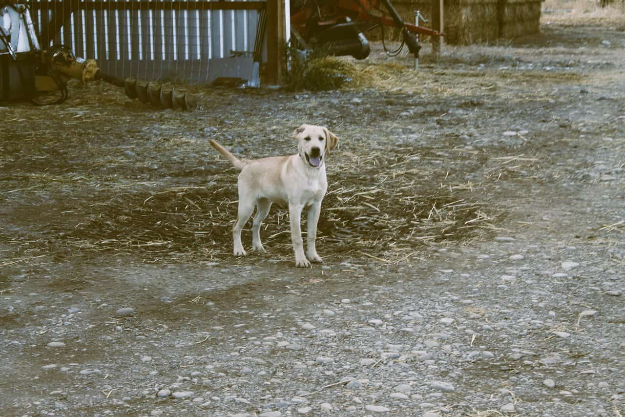 AKC Hunting Lab image 4