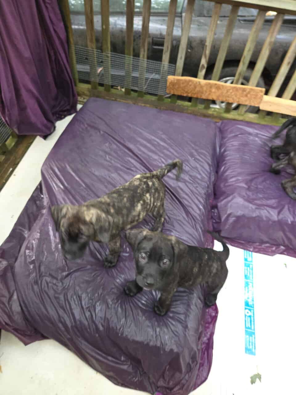 Mastiff mix puppies image 3