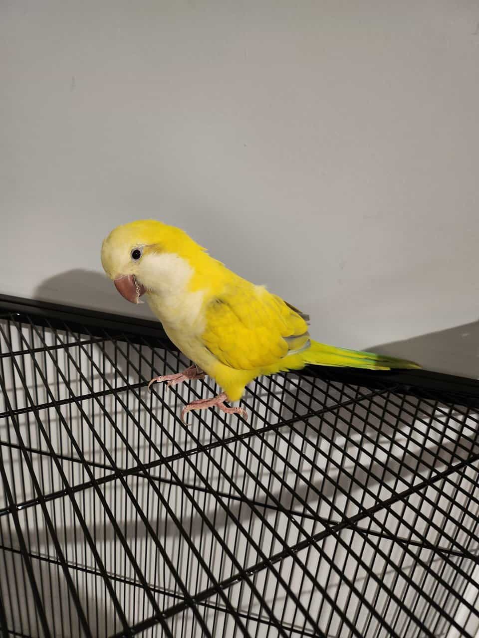 Quaker Parrot image 2