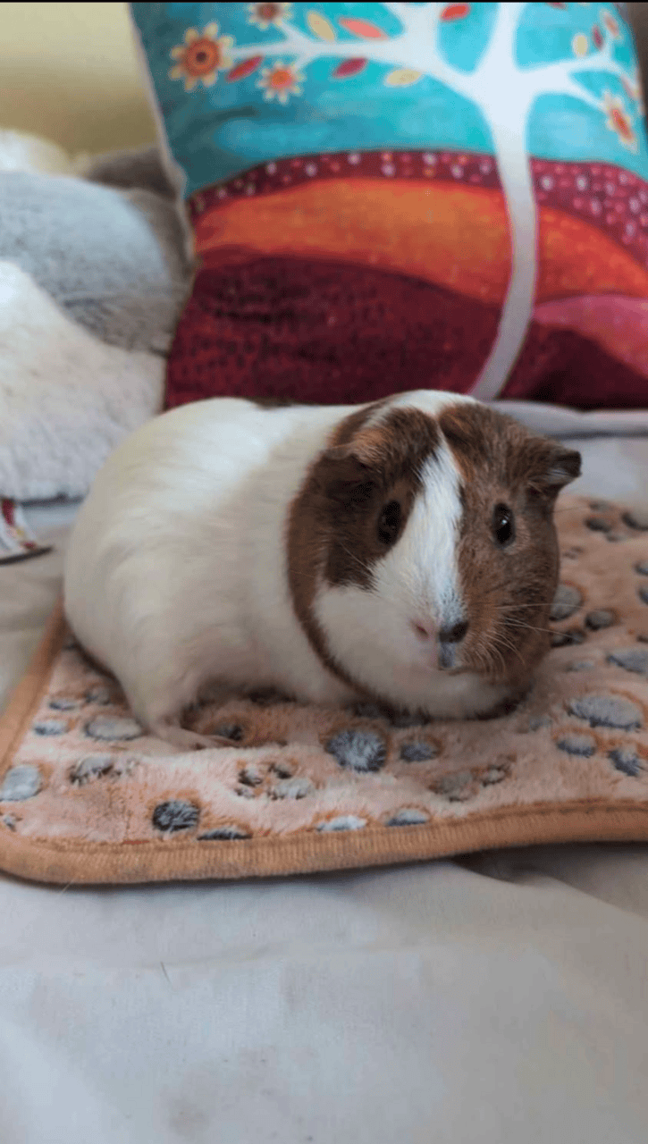 Male short haired guinea pig image 1