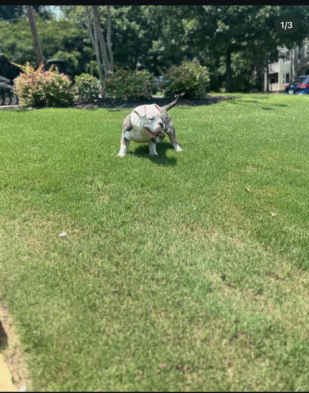 PRADA NEEDS A HOME image 3