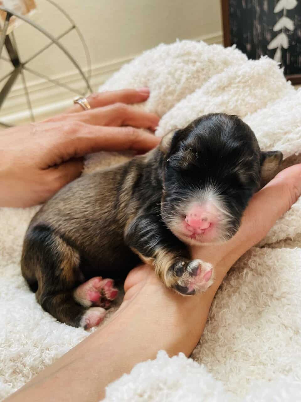 Bernedoodle F1 puppies image 11