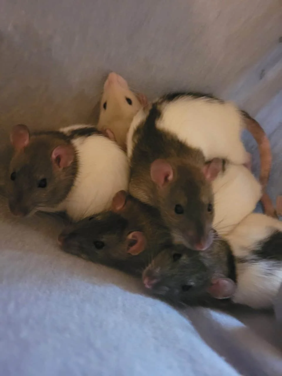 Facy Rats Socialized Fancy Rats | PetClassifieds.com - petclassifieds