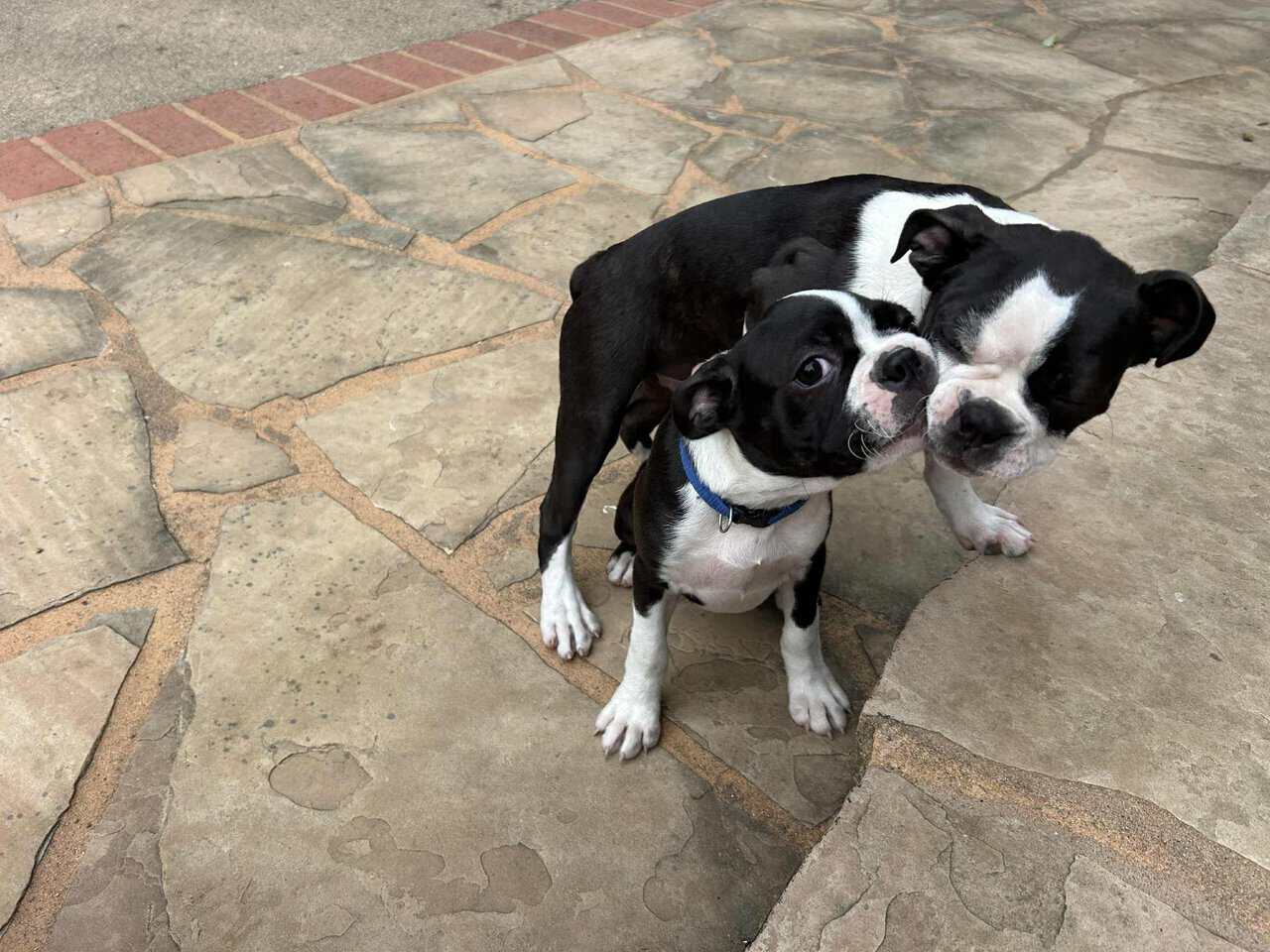 Boston Terrier Puppies - 2 female - 10 weeks old image 1