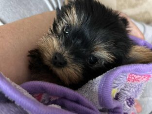 Yorkie Puppy-Female-Teacup