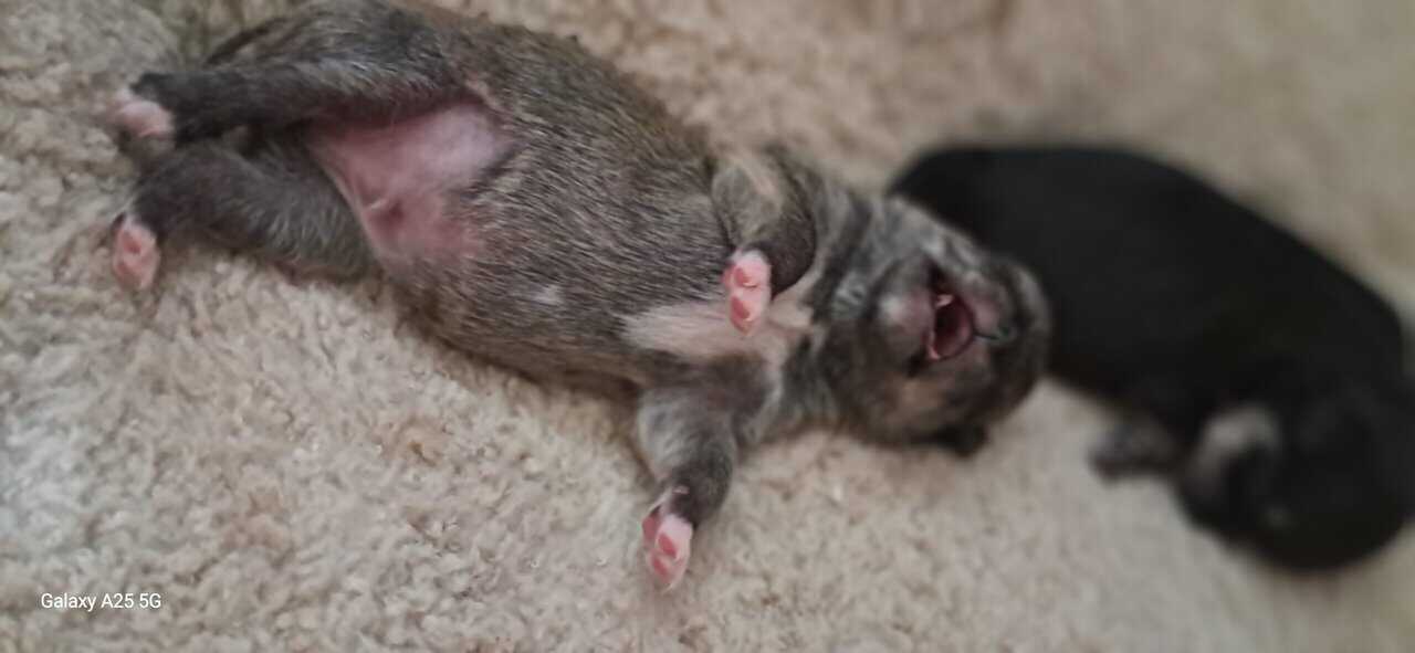 Litter of 4 born 8/1 Chihuahua and Chichi image 11