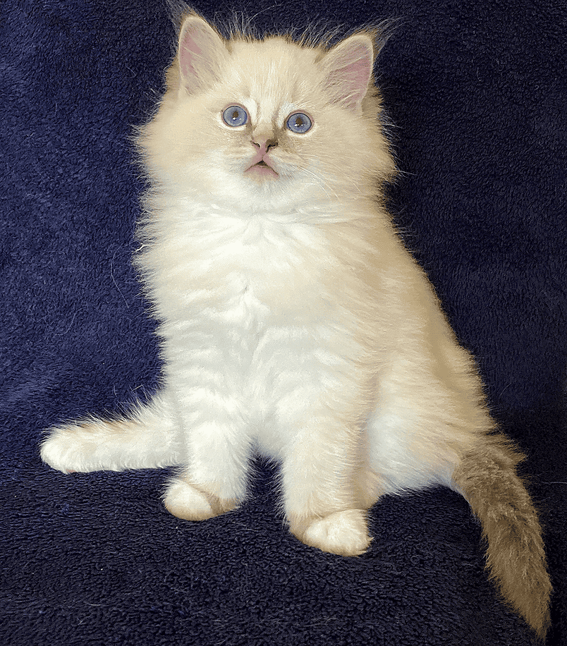 Foxglove- Beautiful Ragdoll Boy image 1