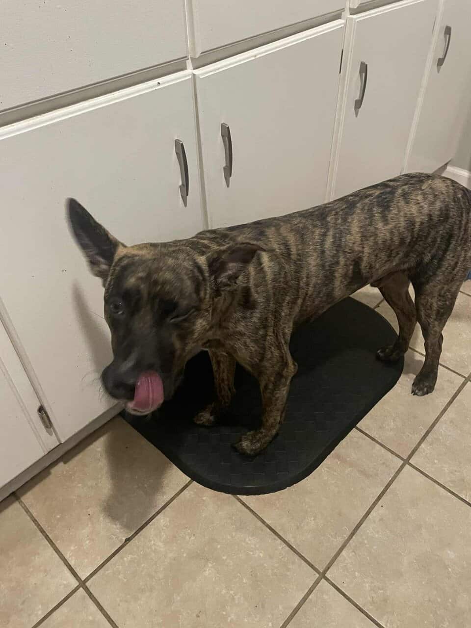 Free dog image 1