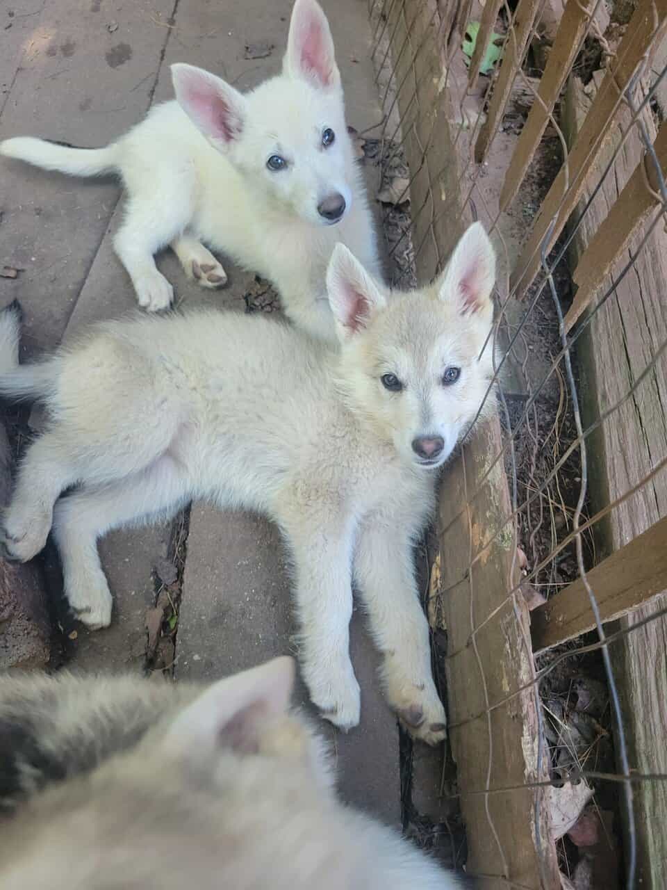 Shepski puppies image 1