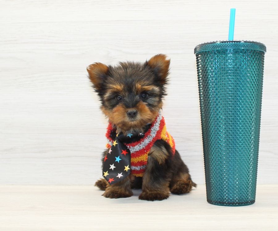 Tiny Yorkie Puppy For Sale image 6