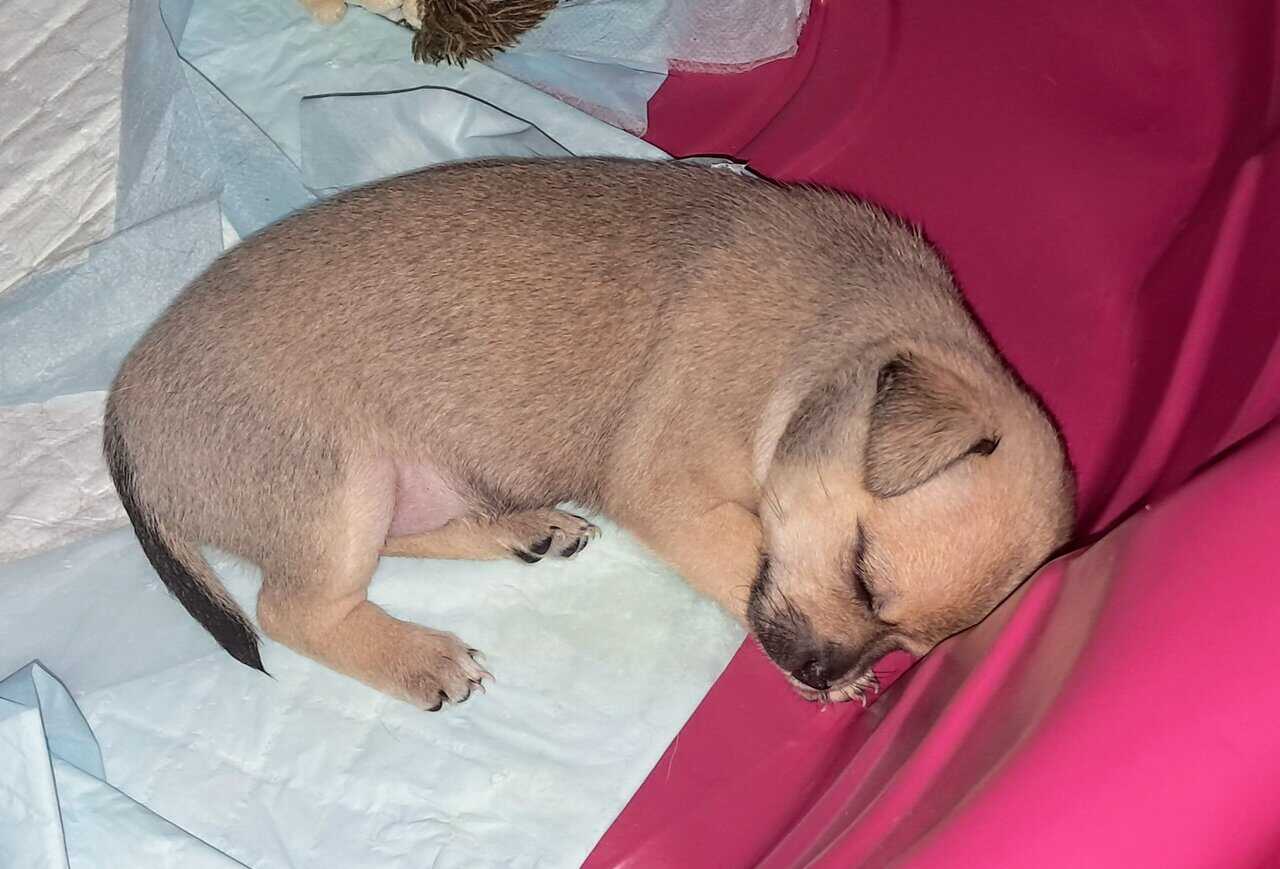 Litter of 4 born 8/1 Chihuahua and Chichi image 4