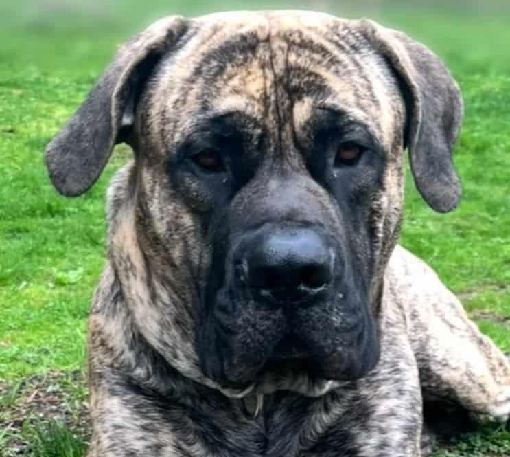 Mastiff mix puppies image 5
