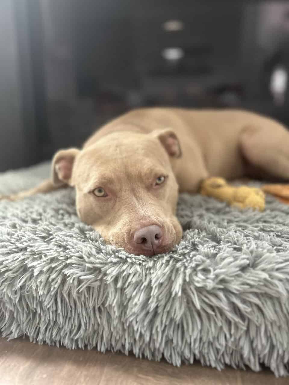 Great dog to an even better home image 5