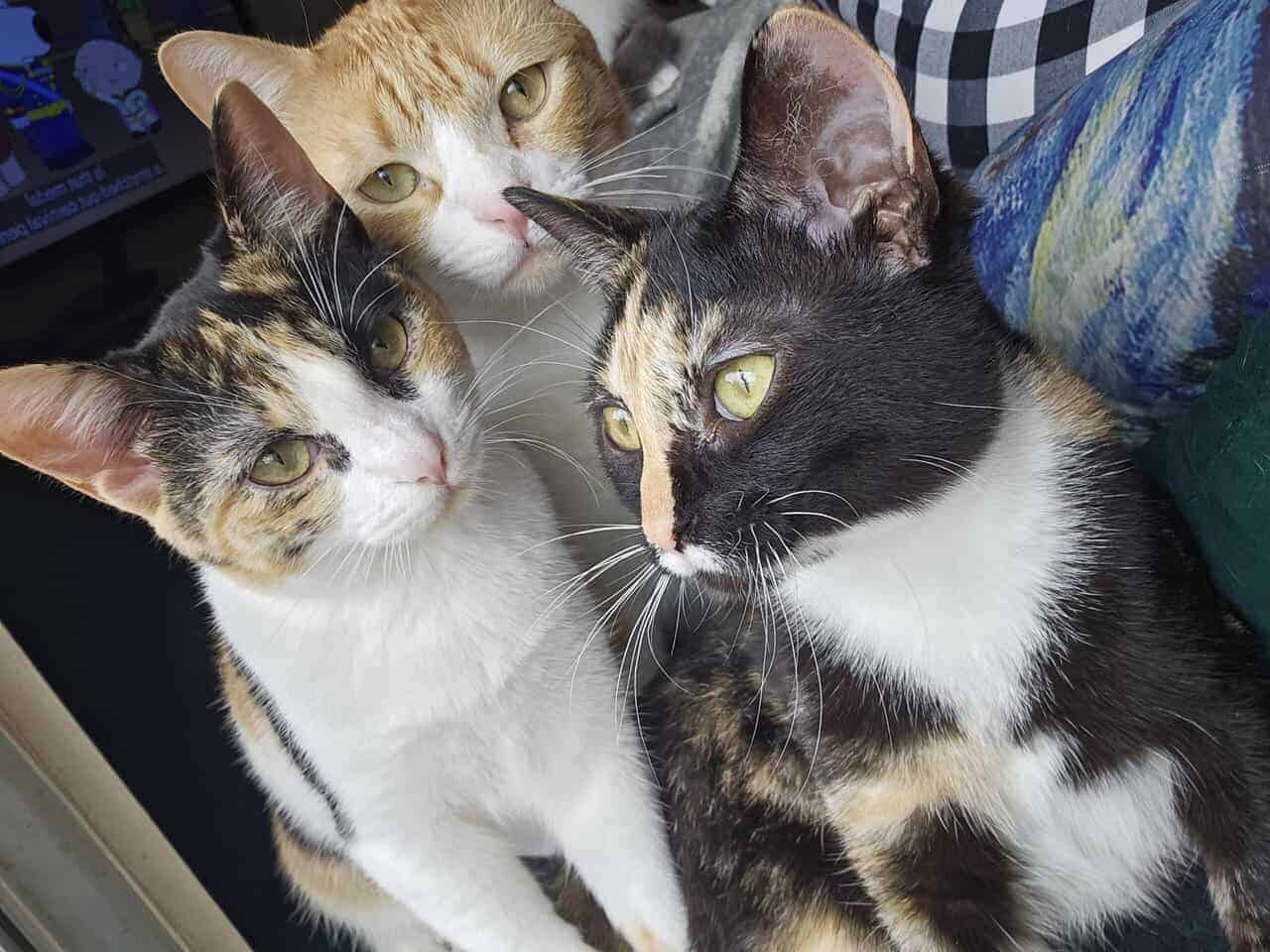 4 Female Cats, 1 yr, needing to be rehomed image 11