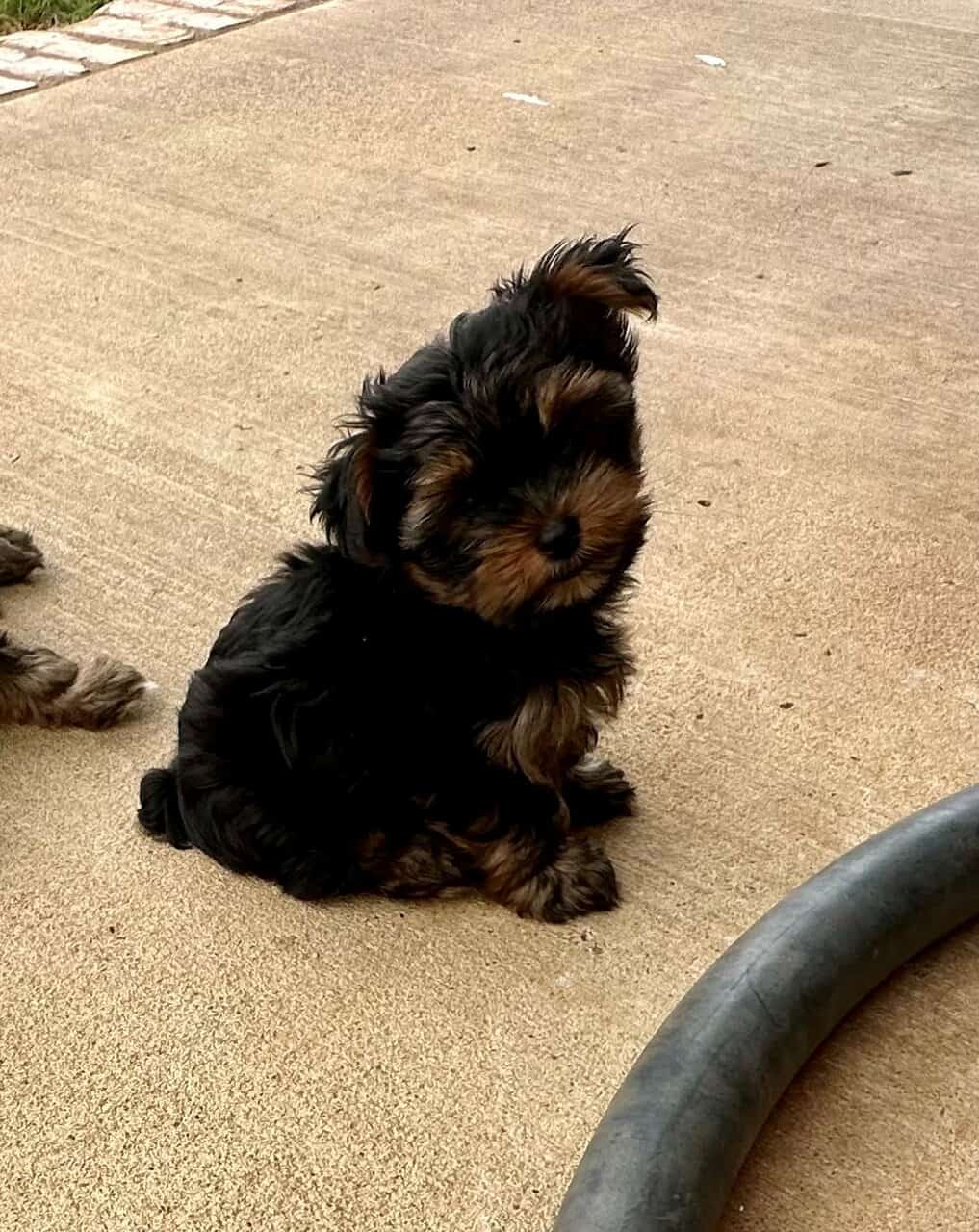 Tiny Yorkie Puppies image 11