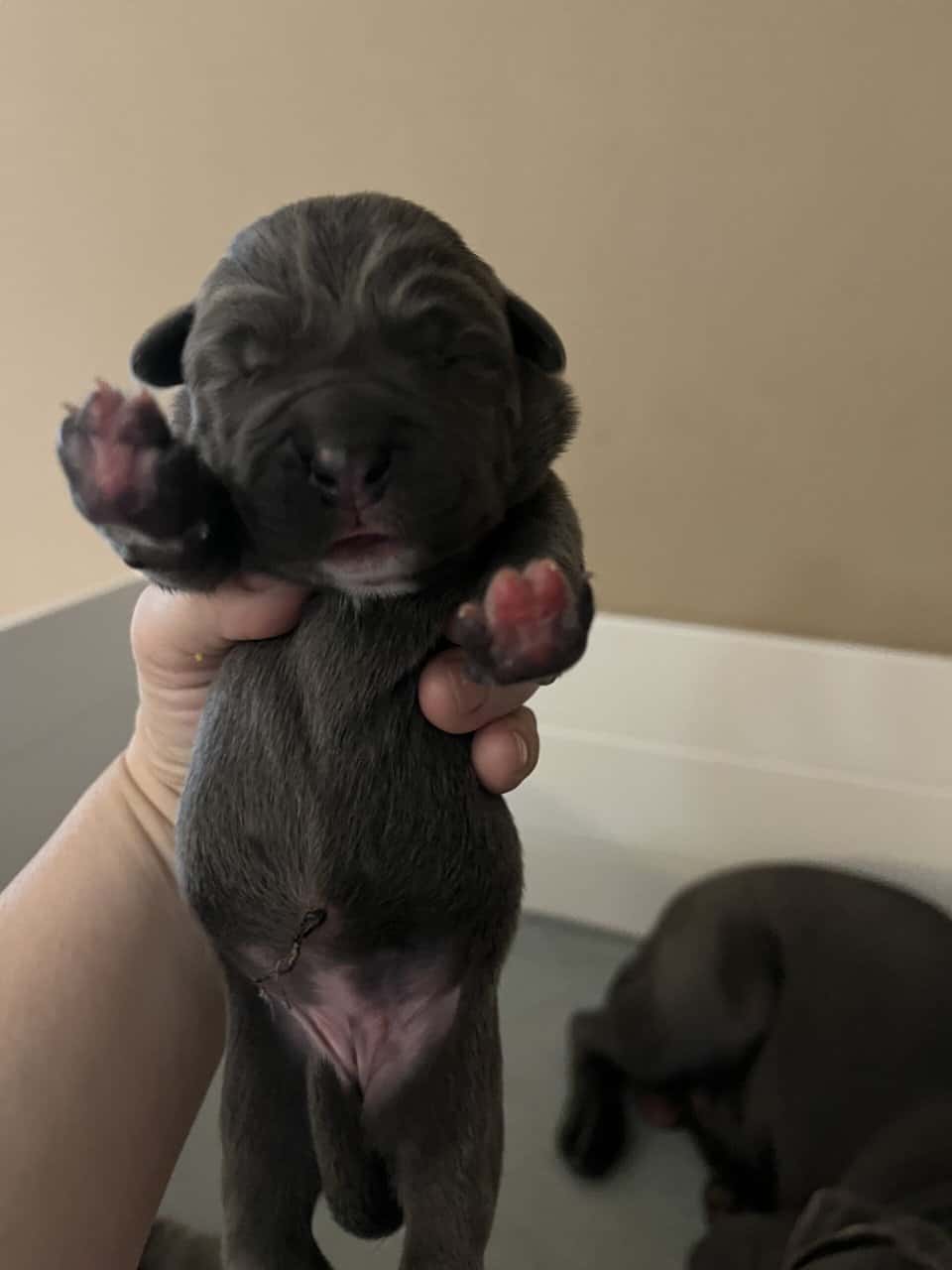 Cane Corso Puppy’s looking for there Furr Ever luv image 6