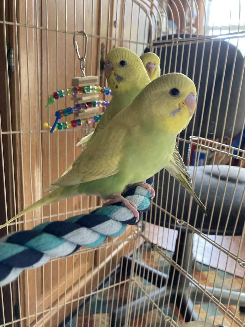 Hand Fed Budgies Available image 3