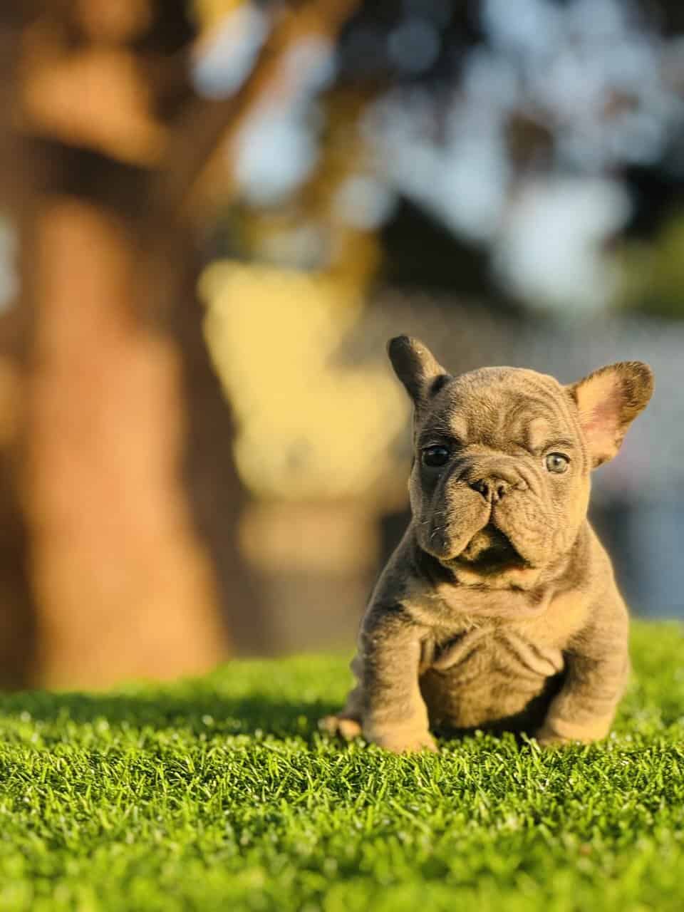 FRENCHIE PUPPY image 5