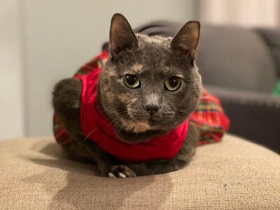 Sweetest Older Cat Needs A New Home