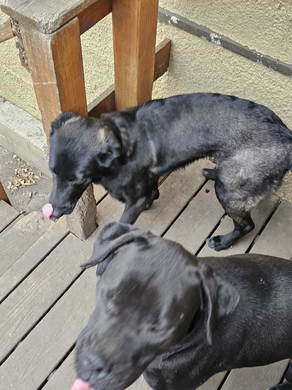 German Shepard mix image 3
