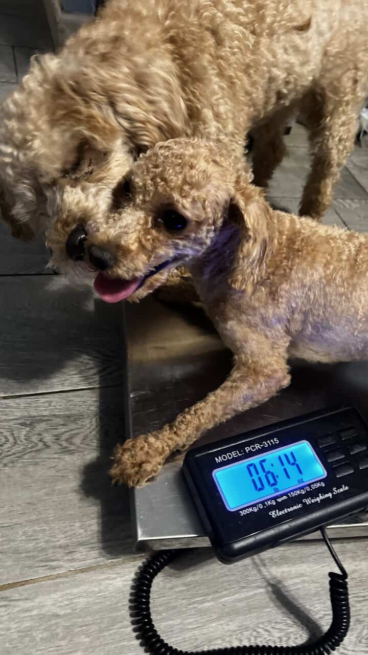 Toy poodle image 3