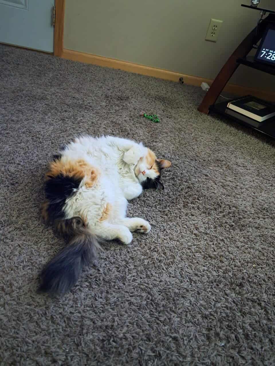 Selling a cat image 2