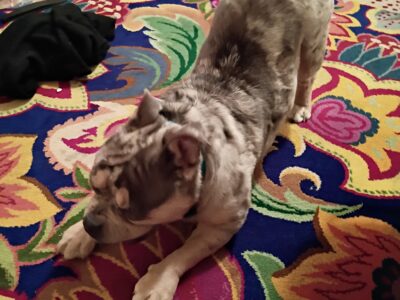 Miniature Merle bully