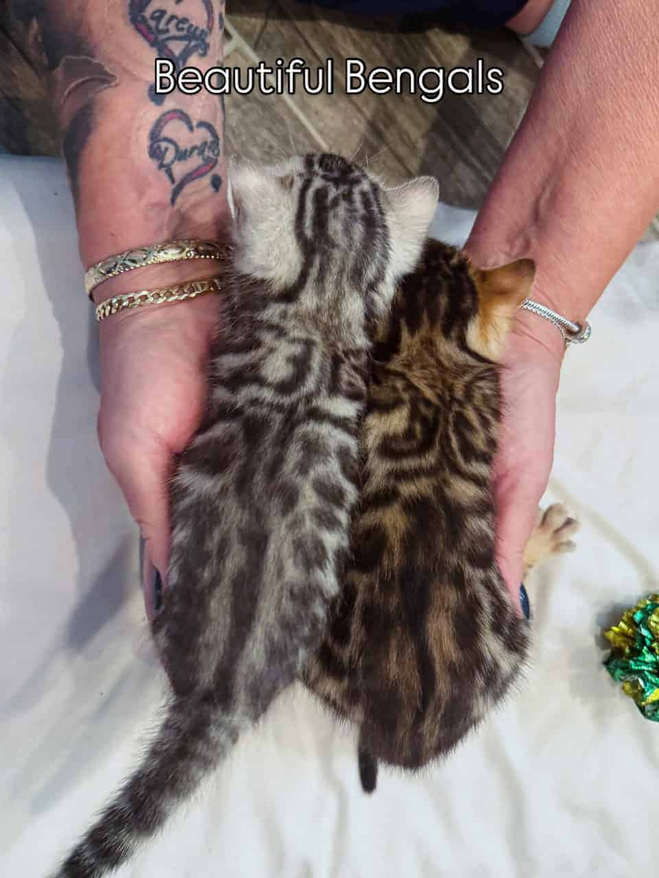 Bengal Kittens Available image 2
